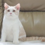 英國短毛貓 英短 British Shorthair